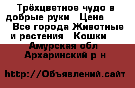 Трёхцветное чудо в добрые руки › Цена ­ 100 - Все города Животные и растения » Кошки   . Амурская обл.,Архаринский р-н